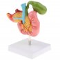 Life Size Anatomical Human Pancreas Duodenum Gallbladder Pathology Model