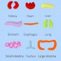 3D Organ Toy Set Human Body Anatomy Awareness Teaching Tools Human Body