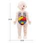 3D Montessori Puzzle Mannequin Human Anatomy Model Children's Learning Organs Toys