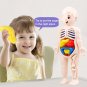 3D Montessori Puzzle Mannequin Human Anatomy Model Children's Learning Organs Toys