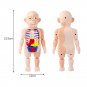 Human Body Anatomy Model Kid 3D Puzzle Educational Learning Organ Assembled Toy