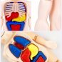 Human Body Anatomy Model Kid 3D Puzzle Educational Learning Organ Assembled Toy