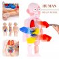 Human Body Anatomy Model Kid 3D Puzzle Educational Learning Organ Assembled Toy