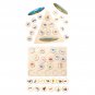 Life Cycle Puzzle, Cycle Tray, Cartoons Puzzles Jigsaw for Preschool Infant As Science Toys