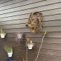 30Cm Rare Find Large Lion Head Wall Mounted Art Sculpture Gold Resin Lion Head Art Wall Luxury
