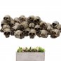 Mini Skulls Decor Skeleton Head 20 Pieces Small Mini Skulls Flowerpot Decoration