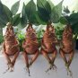 Mandrake Grass Resin Statue Landscape Ornament Art Figurine Crafts for Outdoor Garden Courtyard