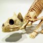 Halloween Scary Skeleton Decoration 1Pcs Crouching Cat Skeleton Cat Skull Model Creepy Animal