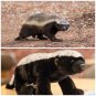 Simulation Honey Badger Plush Toy the Ratel Stuffed Animal Doll Christmas Birthday Gift