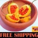 Rare Spiny Gourd Momordica dioica Balsam Pear Bear karkotaki Baby Bitter seeds