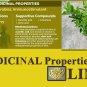 10 Fresh Lime Tree Seeds Potted Plant Organic Bonsai Rare Garden Fruit
