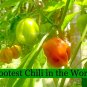 Super Hot Pepper Seeds Rare variety list Carolina Reaper Ghost Chili White Bird