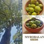 Dried Terminalia Chebula Seed Chebulic Myrobalan Harde Haritaki Fudco 100g 3.5Oz