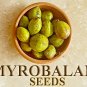 Dried Terminalia Chebula Seed Chebulic Myrobalan Harde Haritaki Fudco 100g 3.5Oz