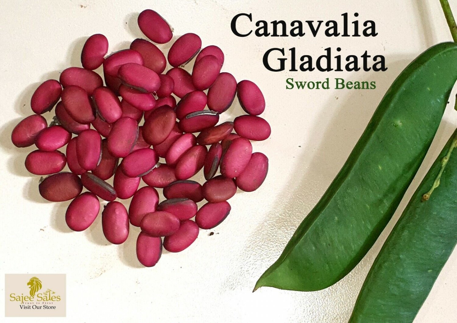15 Fresh Sword Bean Seed Canavalia Gladiata Vegetable Organic heirloom Red grape