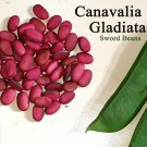 15 Fresh Sword Bean Seed Canavalia Gladiata Vegetable Organic heirloom Red grape