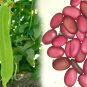 15 Fresh Sword Bean Seed Canavalia Gladiata Vegetable Organic heirloom Red grape