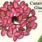 15 Fresh Sword Bean Seed Canavalia Gladiata Vegetable Organic heirloom Red grape