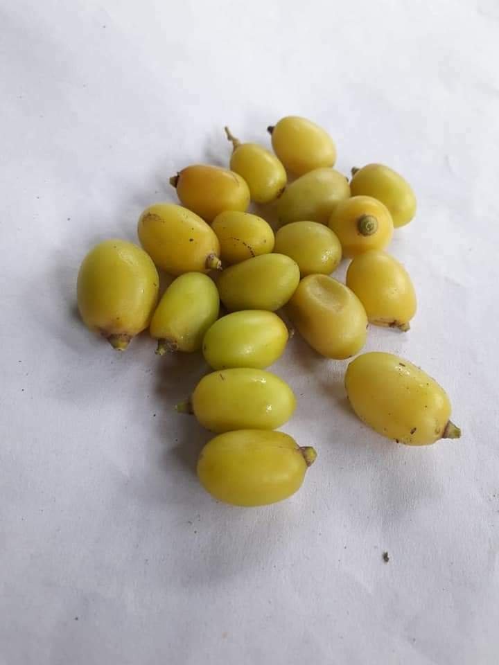 Neem Tree Fresh Seeds Herbal Nimtree Indian Lilac MARGOSA  50 - 100 Planting