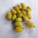 Neem Tree Fresh Seeds Herbal Nimtree Indian Lilac MARGOSA  50 - 100 Planting