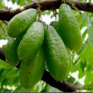 12 SEEDS BILIMBI CUCUMBER TREE MIMBRO BILIMBINA KAMIAS VINAGRILLO - NO USA