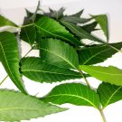 Dried Neem Leaves  Azadirachta Indica Herbal Drink Tea Natural Skin Care Leaf