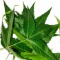 Dried Neem Leaves Azadirachta Indica Herbal Drink Tea Natural Skin Care Leaf