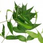 Dried Neem Leaves Azadirachta Indica Herbal Drink Tea Natural Skin Care Leaf