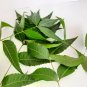 Dried Neem Leaves Azadirachta Indica Herbal Drink Tea Natural Skin Care Leaf