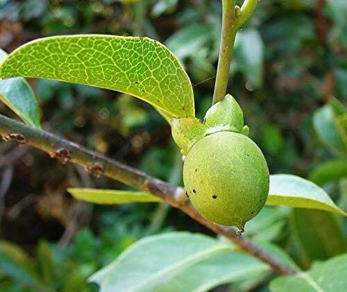 10 SEEDS  Very Rare Diospyros ebenum Seeds Ceylon Ebony Seeds, India Ebony Tree