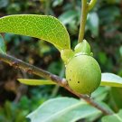10 SEEDS Very Rare Diospyros ebenum Seeds Ceylon Ebony Seeds, India Ebony Tree 10 SEEDS Very Rare Diospyros ebenum Seeds Ceylon Ebony Seeds, India Ebony Tree