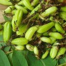 Averrhoa Bilimbi Cucumber Tropical Rare Fruit Pickle Tree Sorrel 10  Seeds