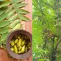 Averrhoa Bilimbi Cucumber Tropical Rare Fruit Pickle Tree Sorrel 10 Seeds