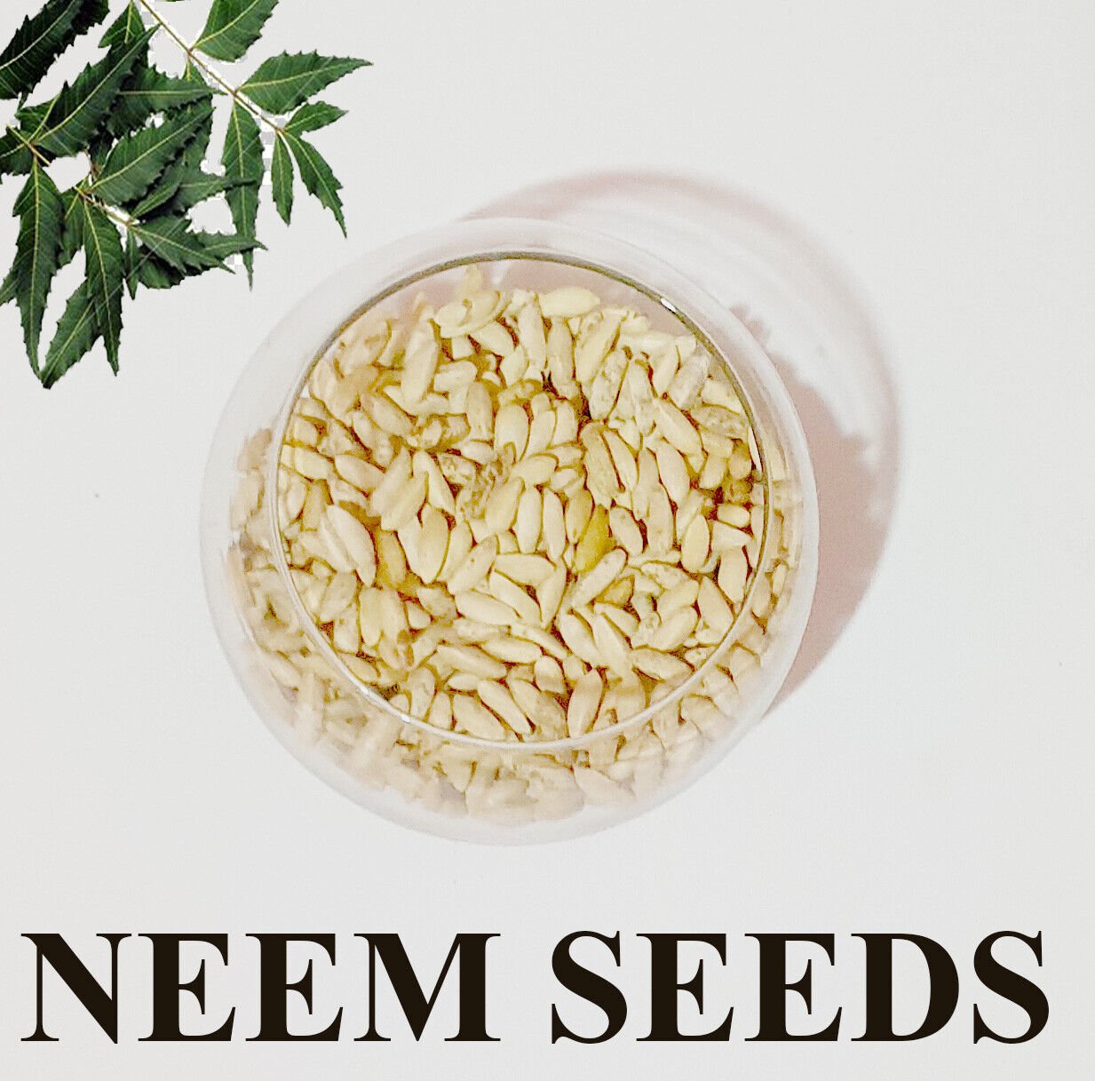 Neem  Fresh Seeds Herbal Nimtree Azadirachta Iindica Margosa Grow your own Plant