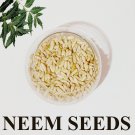 Neem  Fresh Seeds Herbal Nimtree Azadirachta Iindica Margosa Grow your own Plant