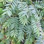 Very Rare Satinwood Seeds RUTACEAE Chloroxylon chloroxylon  Huth Swieteni