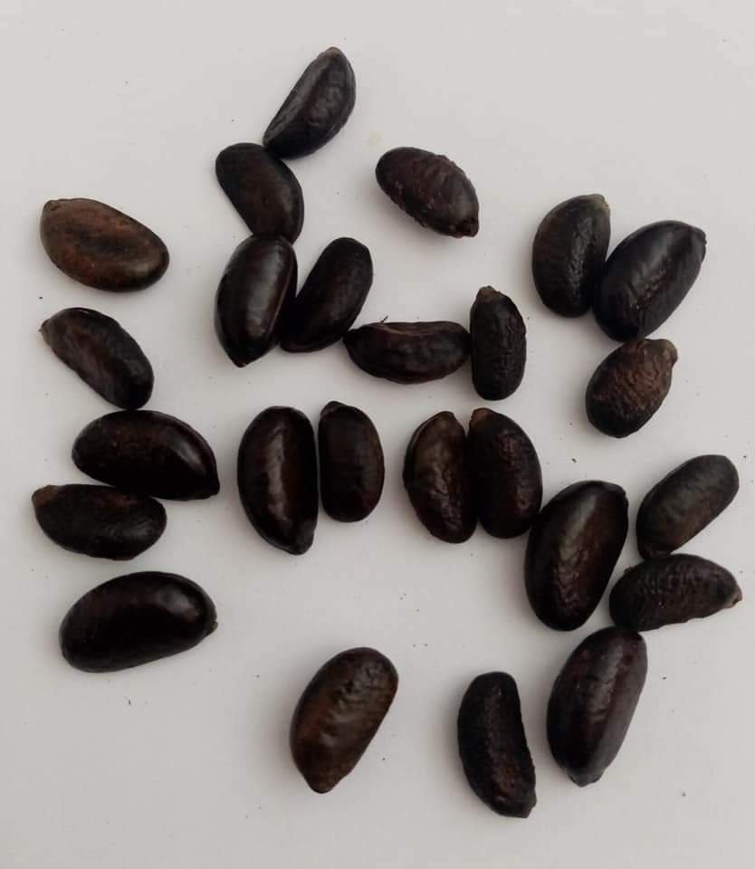 4+ SEEDS  Very Rare Diospyros ebenum Ceylon Fresh - 3- 10 Days Fast Shipping
