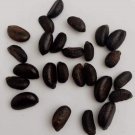 4+ SEEDS  Very Rare Diospyros ebenum Ceylon Fresh - 3- 10 Days Fast Shipping