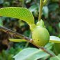 4+ SEEDS Very Rare Diospyros ebenum Ceylon Fresh - 3- 10 Days Fast Shipping