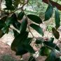 4+ SEEDS Very Rare Diospyros ebenum Ceylon Fresh - 3- 10 Days Fast Shipping