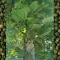 Black Pepper whole Peppercorns sri lanka Ceylon spices organic Natural 100% pure