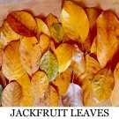 Dry Jack Fruit Leaves Jackfruit Bio film Shrimp Aquarium Betta Fish - 1000Pcs