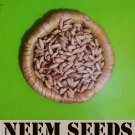 Dried Neem Tree Seeds Herbal  Nimtree Azadirachta  Lilac 50g to 1Kg & 8Kg Plant