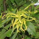 Ylang Ylang Organic Leaves Cananga Odorata Perfume Michelia champaca Tree Leaf Ylang Ylang Organic Leaves Cananga Odorata Perfume Michelia champaca Tree Leaf