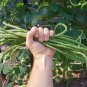 Rare Long Snake Beans Seeds Home Gardening Easy Planting Vegetable Growing Yard