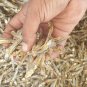 Dried Anchovy Sprats Fish Seafood Fresh Sun Dried Cleaned Natural Sealed Treat