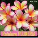 5 cuttings Rainbow plumeria Rare Frangipani  8-12 inches - India Temple Tree
