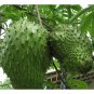 Hojas de Guanabana Tea Grade Graviola Dried Soursop Leaves Annona muricata Leaf