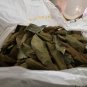 Hojas de Guanabana Tea Grade Graviola Dried Soursop Leaves Annona muricata Leaf