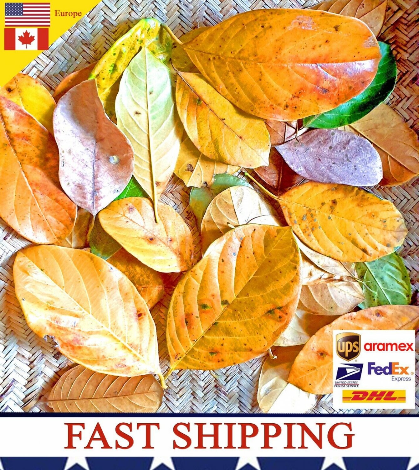 500X Dried Jack Leaves Jackfruit Jak Bio film Shrimp Aquarium betta Fish Hide